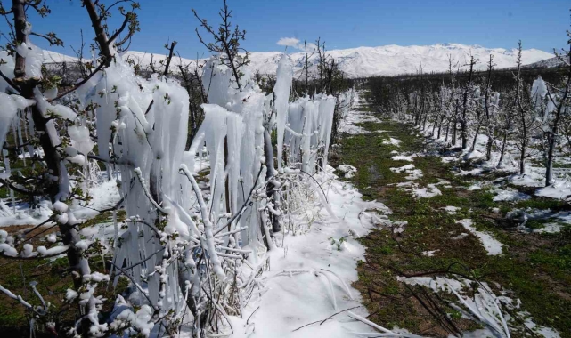 Niğde'de meyve bahçeleri zirai dondan etkilendi