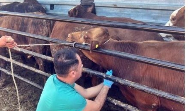 Pazarlar'da ithal edilen besi hayvanlarının kontrolleri yapıldı