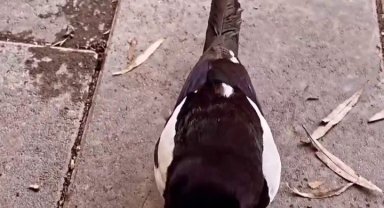 Saksağan ile ilçe esnafının renkli görüntüleri ilgi gördü