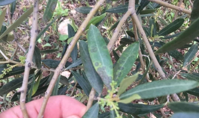 Salihli'de zeytin üreticilerine 'halkalı leke' uyarısı