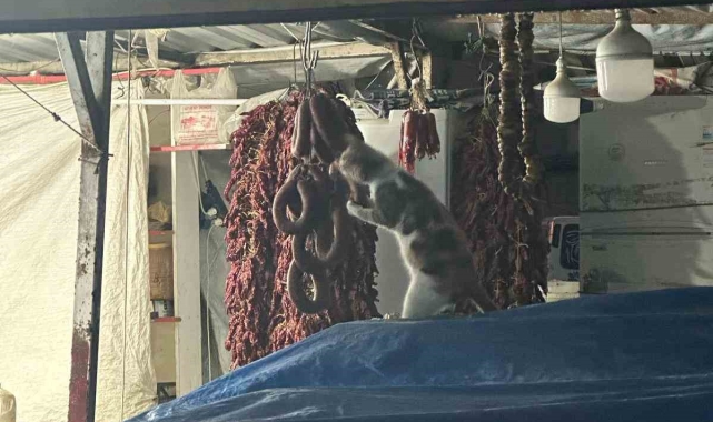 Şarküteri tezgahında sucuğun tadını çıkaran kedi kameraya yakalandı