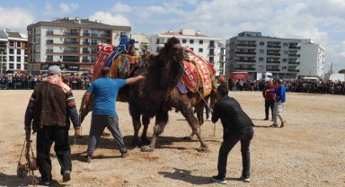 Şehir merkezinde 30 yıl sonra cami yararına deve güreşi düzenlendi