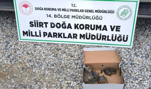 Siirt'te kaçak sincap avlayan şahsa 101 bin lira para cezası
