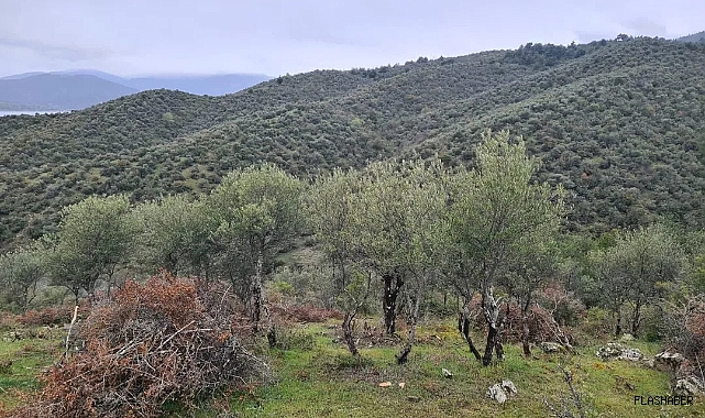 Sinop'ta Delice zeytin ağaçları ekonomik değere dönüşüyor