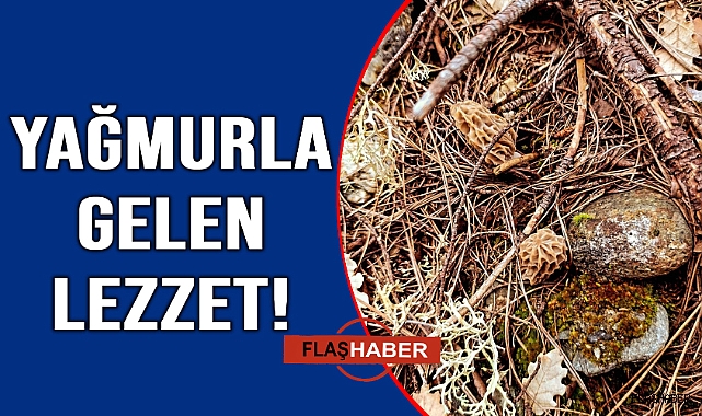 Sinop'ta "Kuzu Göbeği" sezonu açıldı