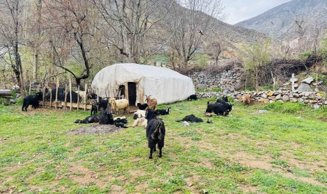 Şırnak'ta sokak köpekleri ağıla girdi, 18 keçi telef oldu