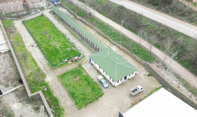 Sokak hayvanları için önemli adımlar atacaklar