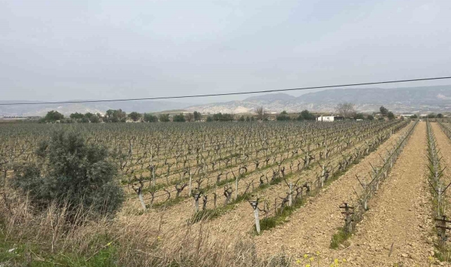 Sultaniye üzüm bağlarına bahar erken geldi