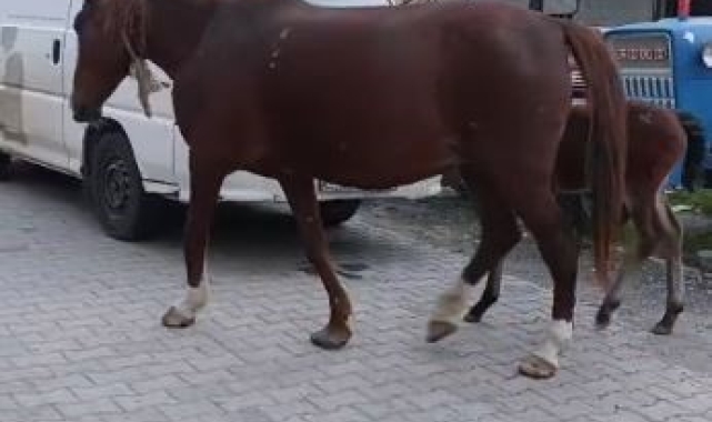 Tekirdağ'da başıboş atlar sürücülere zor anlar yaşatıyor