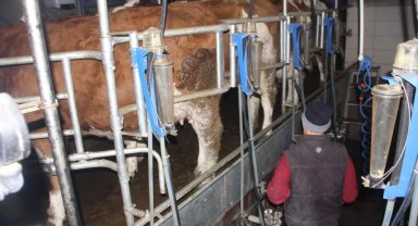Ticari süt işletmelerince 857 bin 821 ton inek sütü toplandı