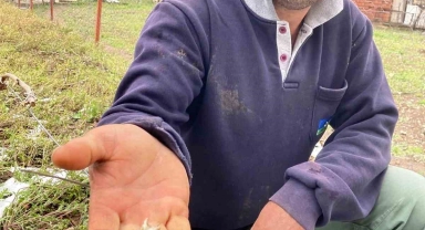 Tokat'ta tarım arazilerini don vurdu