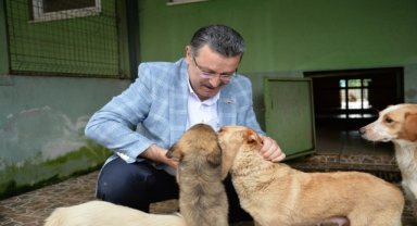 Trabzon Büyükşehir Belediyesi 942 köpeği sahiplendirdi