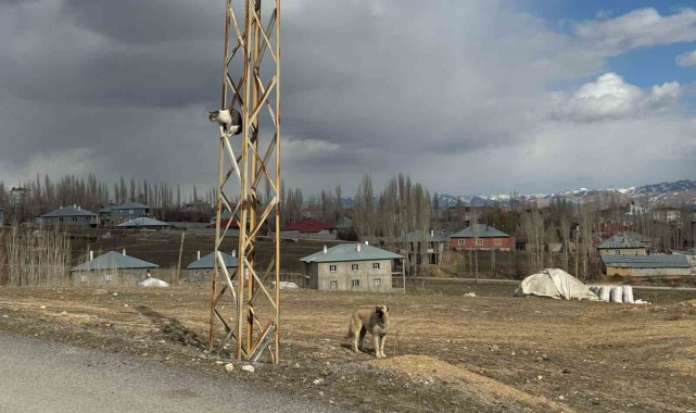 Van'da köpeklerden kaçan kedi saatlerce direkte bekledi