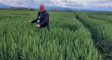 Yağışlar buğdaya can suyu oldu, Söke Ovası'nda yüzler güldü