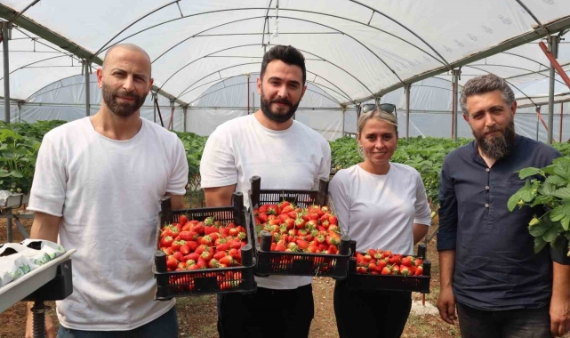 Yalova&#039;da topraksız tarım serasında çilek üretimine başlandı