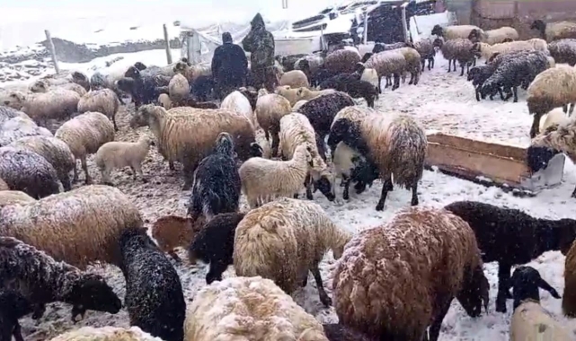 Yaylaya çıkan besicilerin kar altında zorlu mesaisi