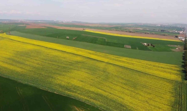Yeşil ile sarının dansı: Tekirdağ'da kanola tarlaları görsel şölen sunuyor