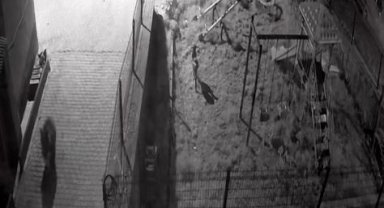 Yiyecek aramaya inen ayıyı köpekler kovaladı: O anlar kamerada