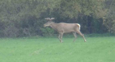 Yiyecek arayan 2 geyik kamerada