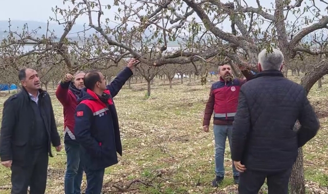Zirai donun vurduğu Adıyaman'da meyve bahçelerinde hasar tespiti sürüyor