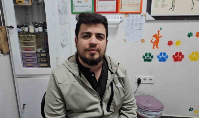 Zonguldak'ta kediye altın diş yapıldı