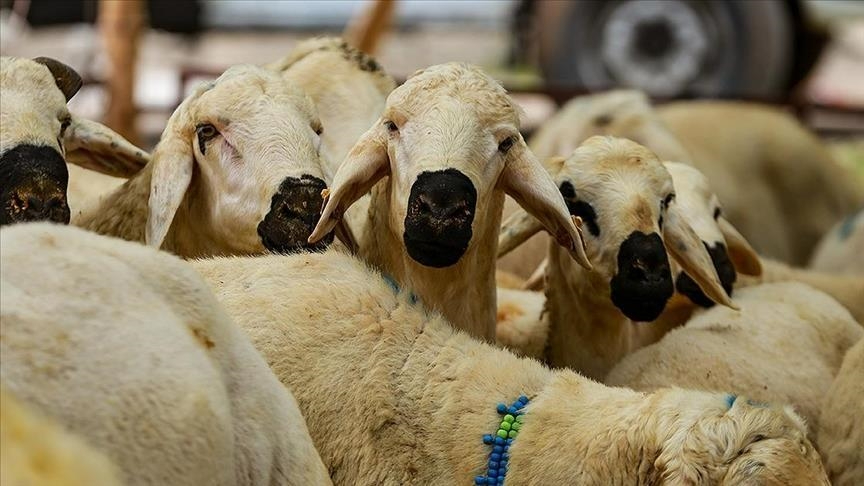 Kurban hizmetleri resmen duyuruldu