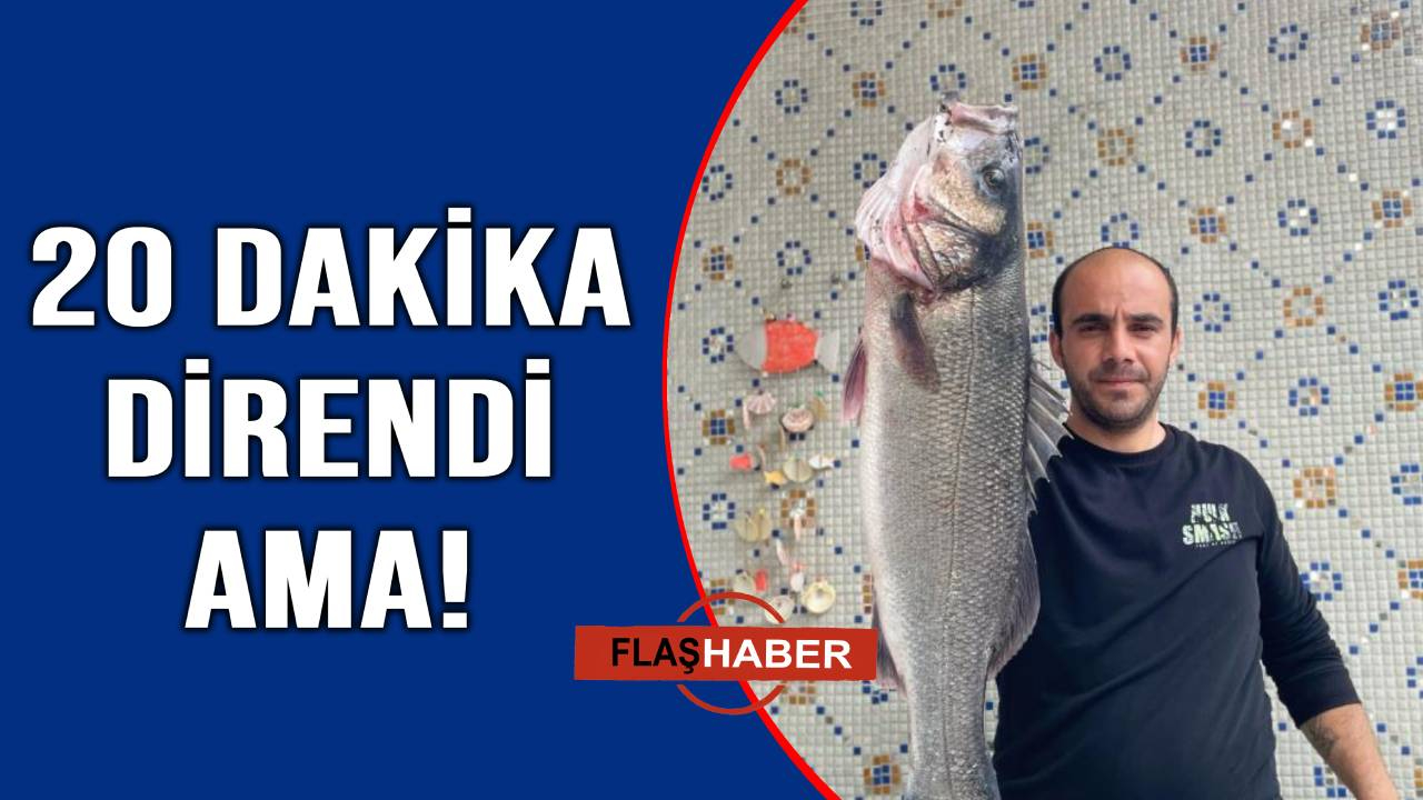 Dev levrek sahte yeme düştü