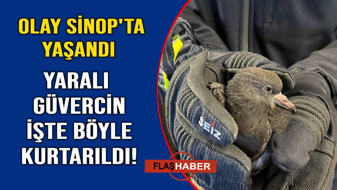 Sinop’ta güvercin seferberliği