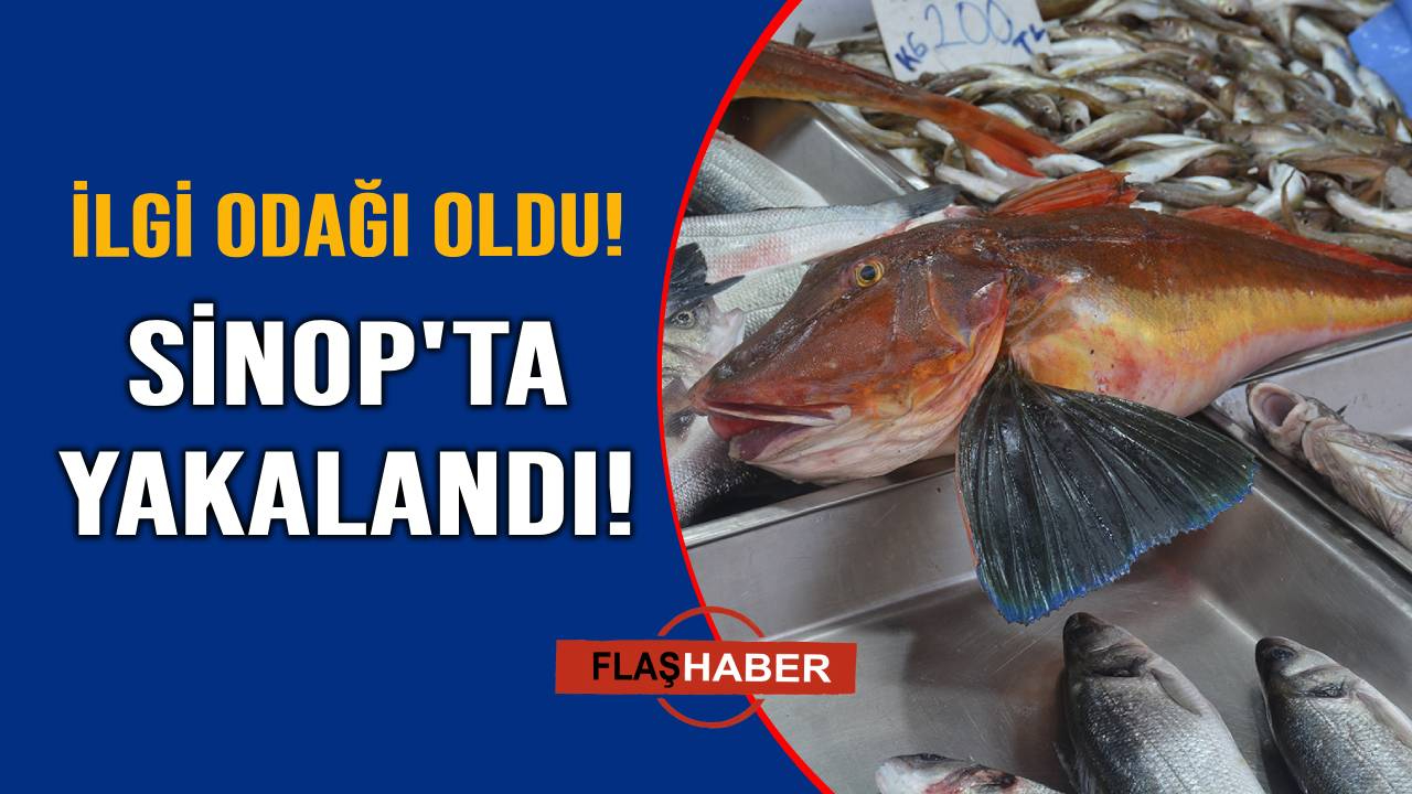 Ağırlığı 5 kilo olan balığın fiyatı şaşırttı