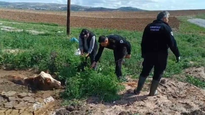 Kırıkkale’de bataklığa saplanan ineği itfaiye kurtardı