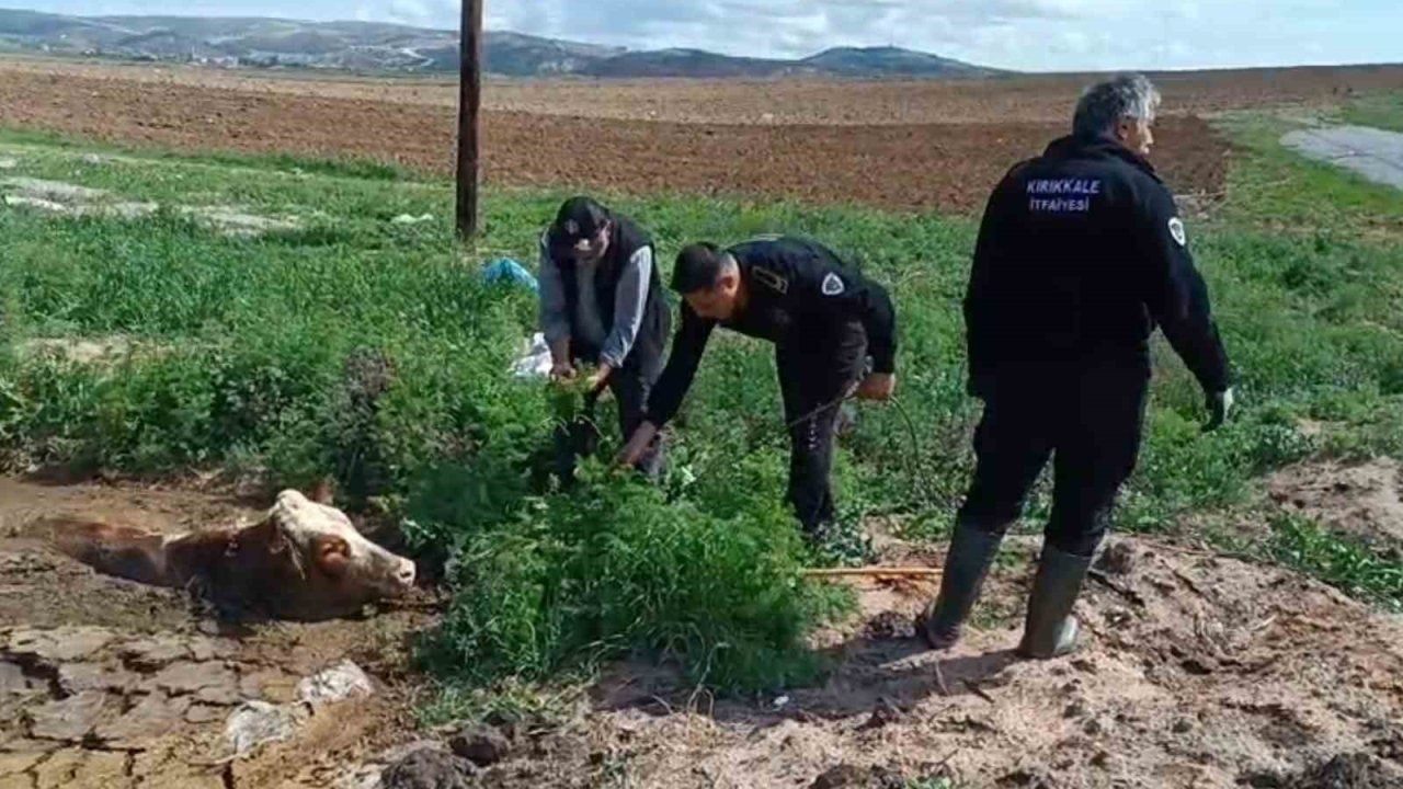 Kırıkkale’de bataklığa saplanan ineği itfaiye kurtardı