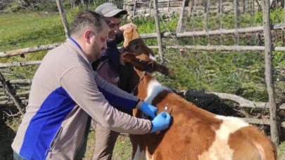 Gerze' de şap aşılaması uygulaması tamamlandı