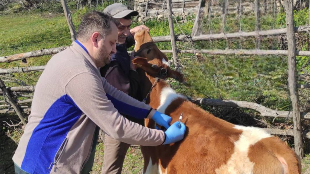 Gerze' de şap aşılaması uygulaması tamamlandı