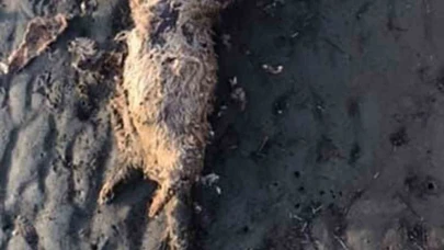 Nesli tehlike altında olan su samuru sahilde ölü bulundu