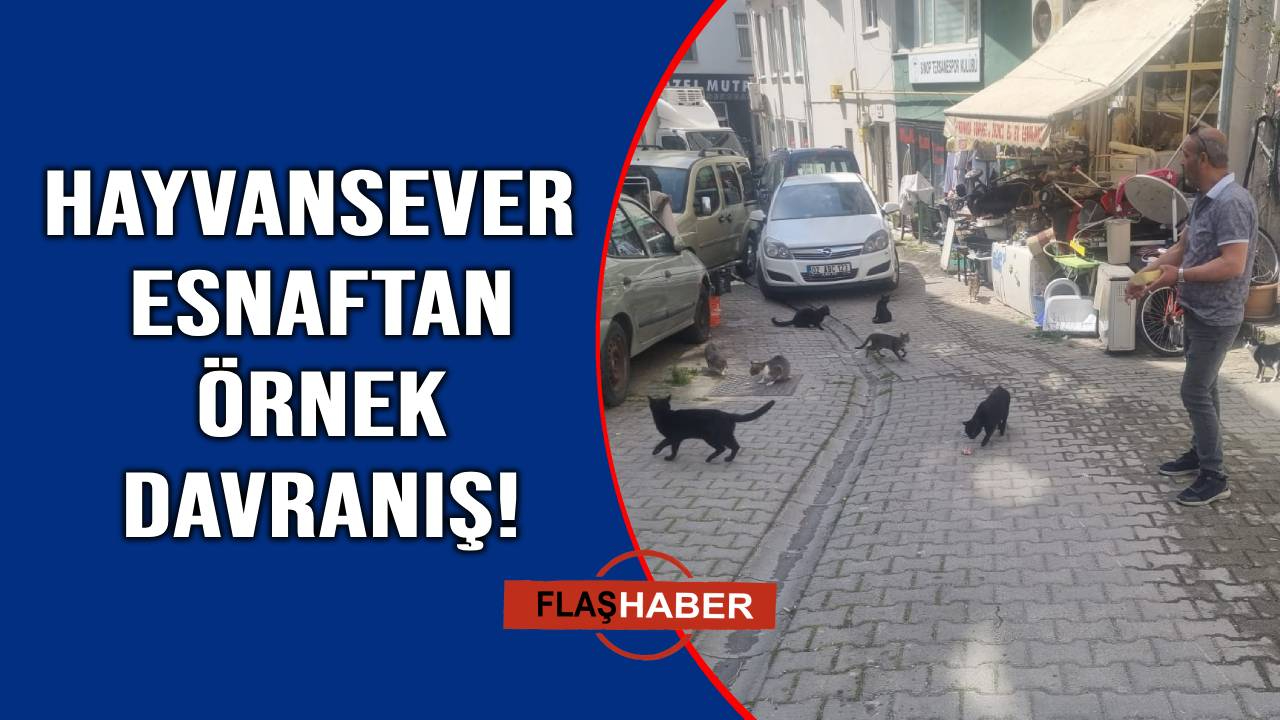 Sinoplu esnaftan sokak kedilerine şefkat eli