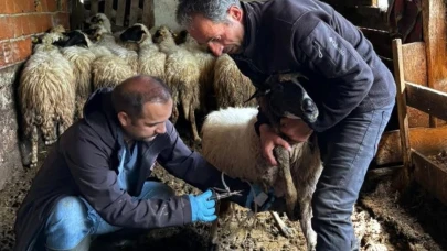 Sinop'ta bayram öncesi aşı ve kimliklendirme çalışması