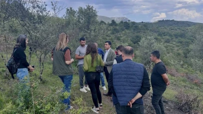 Delice cinsi zeytin ağaçları ekonomiye kazandırılıyor