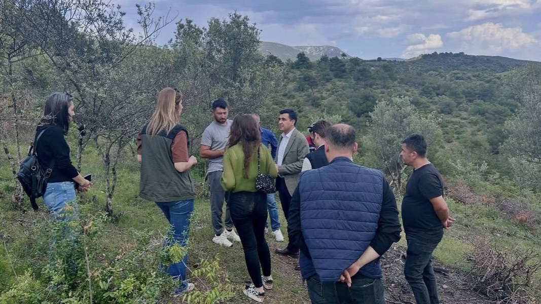Delice cinsi zeytin ağaçları ekonomiye kazandırılıyor