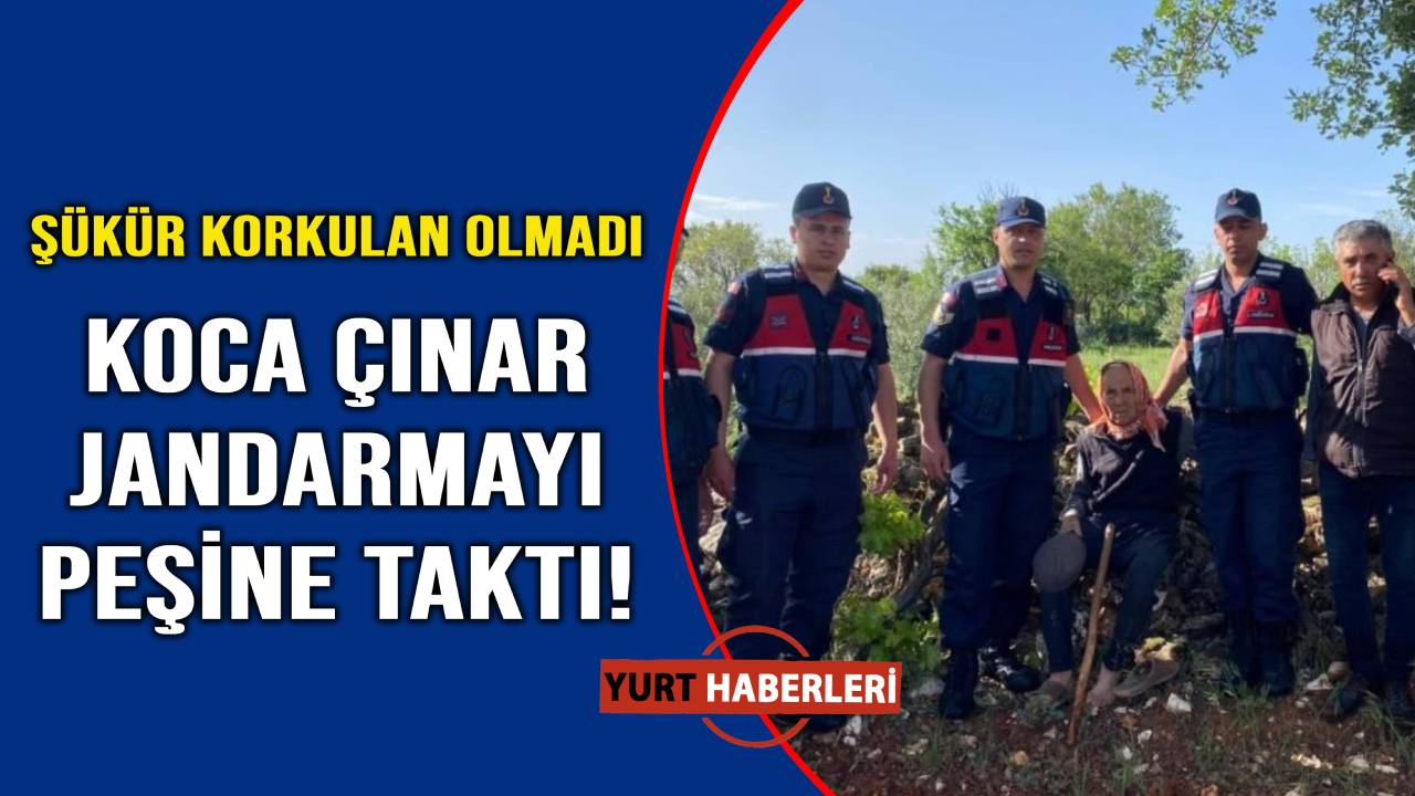 94'lük çınar jandarmayı seferber etti