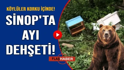 Acıkan ayı arı kovanlarını parçaladı