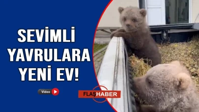 Sinop'ta anneleri bulunamayan yavru ayılar koruma altına alındı