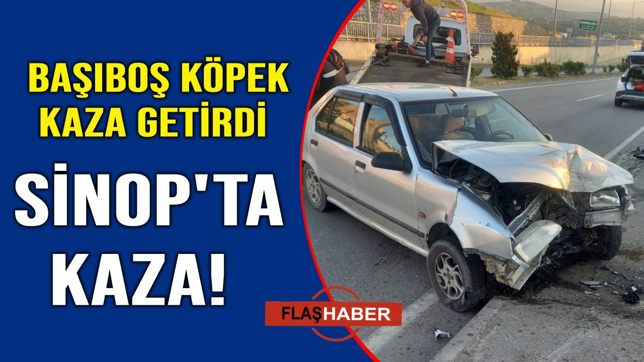 Sinop'ta yola aniden çıkan köpek kazaya neden oldu