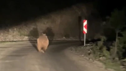 Bolu’da otomobil gören ayı korkup böyle kaçtı