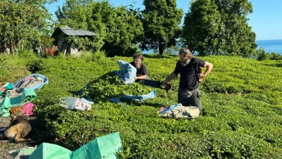 2025 yaş çay sezonu açıldı