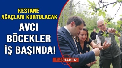 Kestane gal arısına doğa dostu müdahale