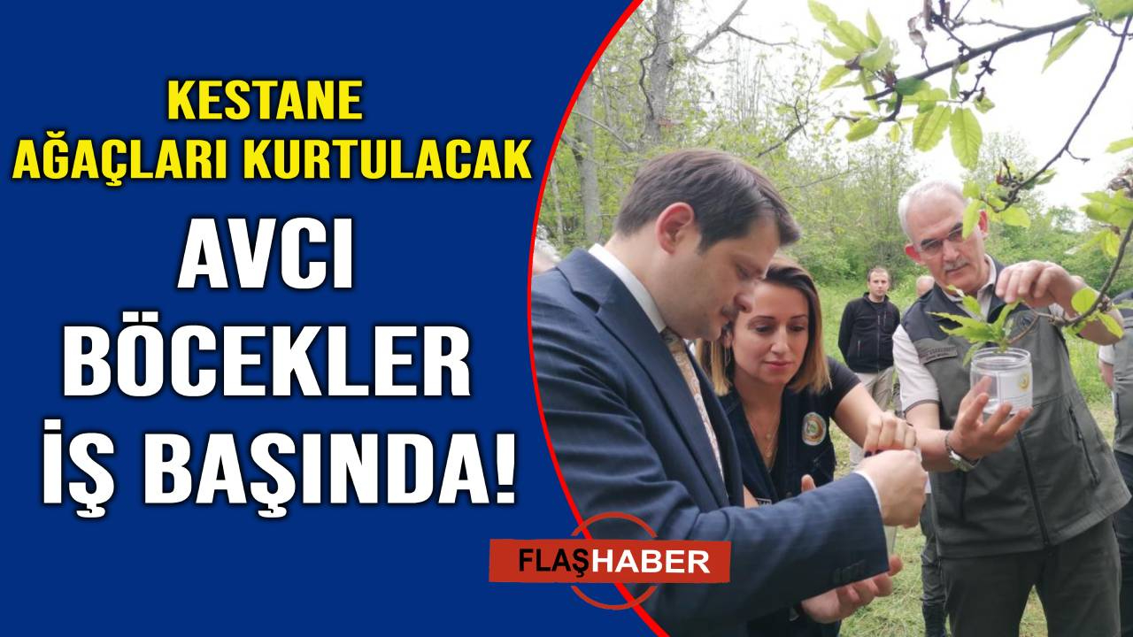 Kestane gal arısına doğa dostu müdahale