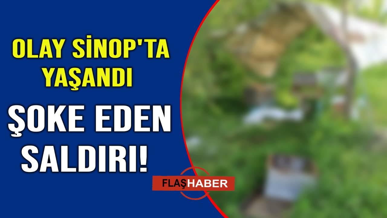 Aç kalan ayılar arı kovanlarını tarumar etti