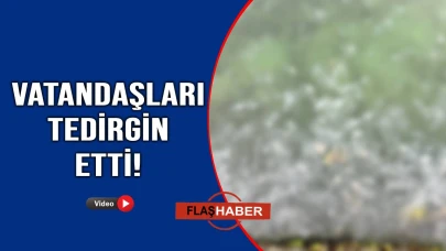 Sinop sahillerinde korkutan görüntüler
