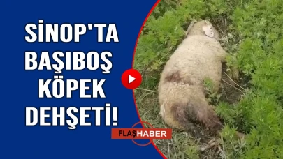 Başıboş köpekler hayvanları telef etti