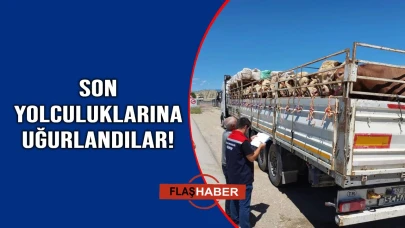 Kurbanlıklar Sinop'tan yola çıktı